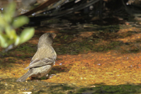 Crithagra leucoptera